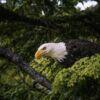 Panasonic Leica DG Vario-Elmar 100-400mm/4-6,3 II ASPH. Power O.I.S. – Bild 4