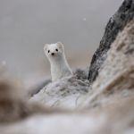 Sony FE 400-800mm/6,3-8 G OSS